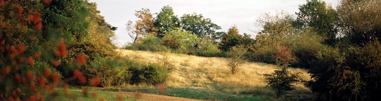 Am Spitzberg Herbst 2013